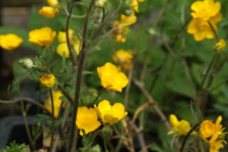 Ranunculus bulbosusKnolboterbloem bestellen